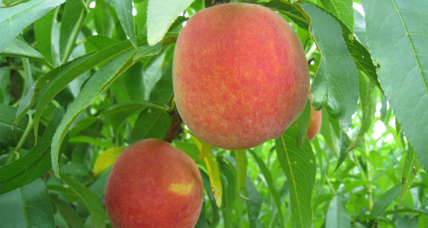 Join Chef Jeffrey Gardner at Georgia’s first annual Smoke a Peach Festival