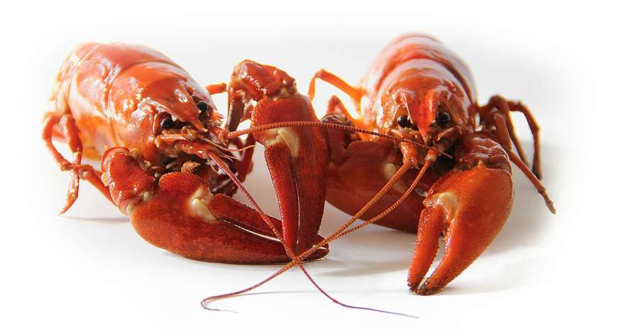 crawfish
