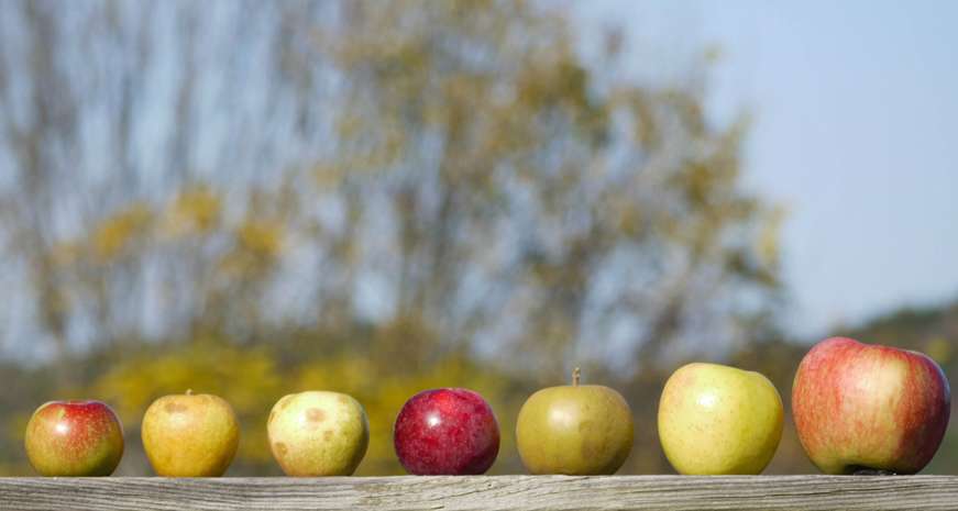 cider apples