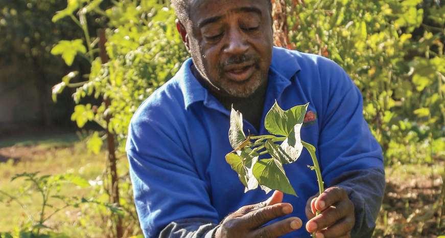 Bobby Wilson with sweet potato greens