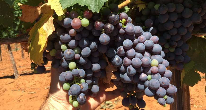 southern wine grapes