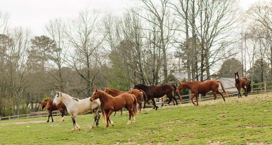 horses