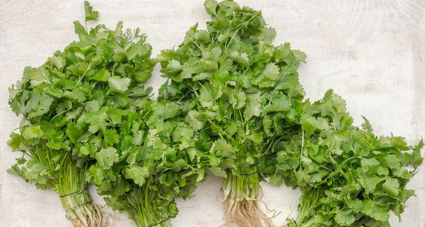 fresh cilantro