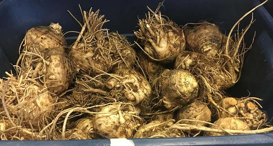 celery root