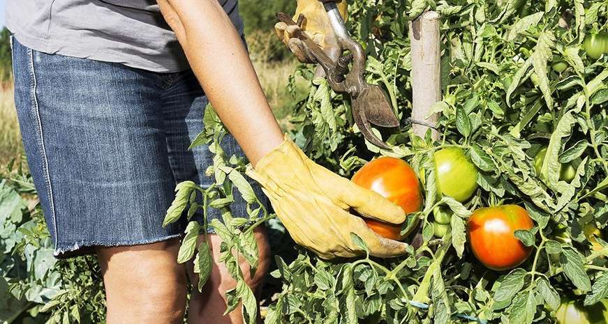 growing tomatoes